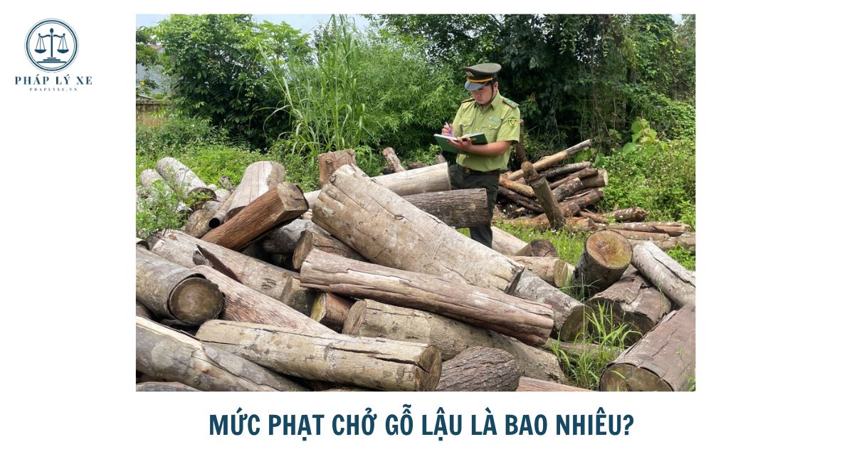 Mức phạt chở gỗ lậu là bao nhiêu? 